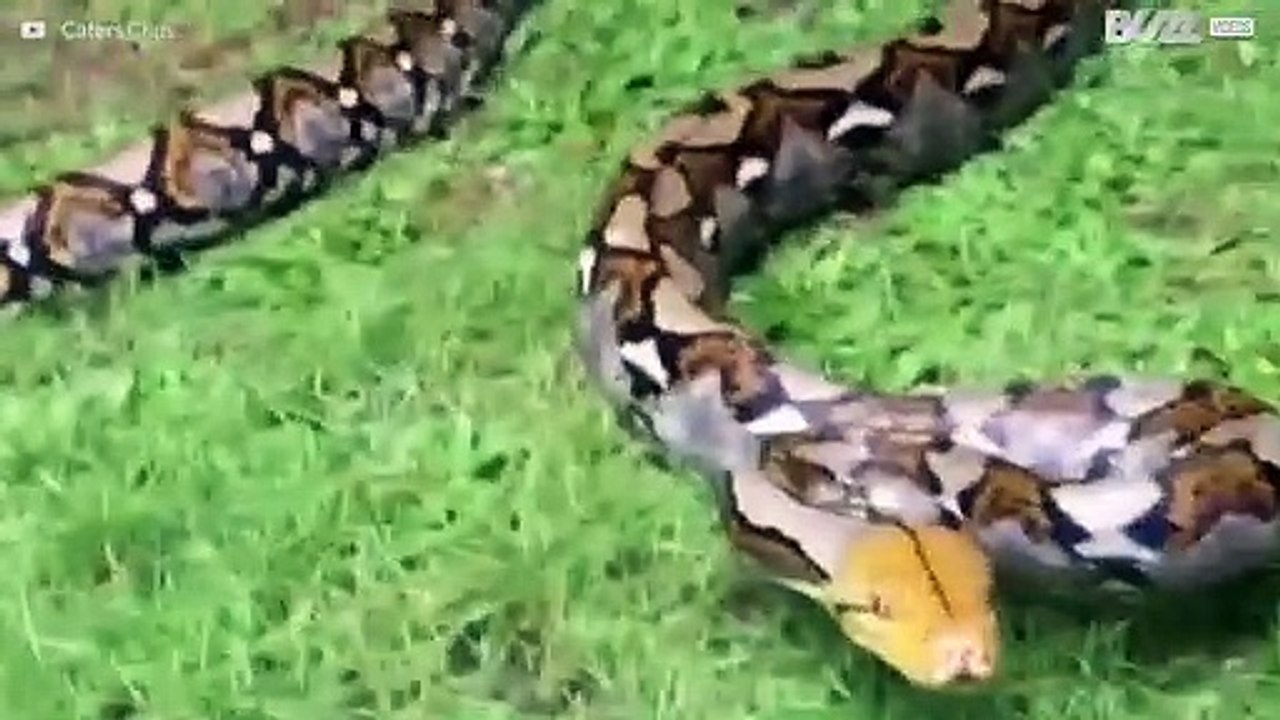 Een reis door de fantastische wereld van slangen