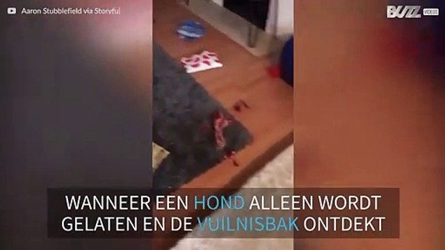 Hond gaat op onderzoek uit in het vuilnis terwijl zijn baasjes de deur uit zijn
