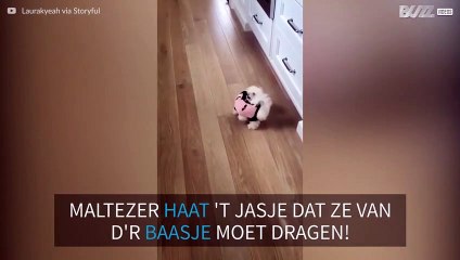 Maltezer haat haar nieuwe winteroutfit