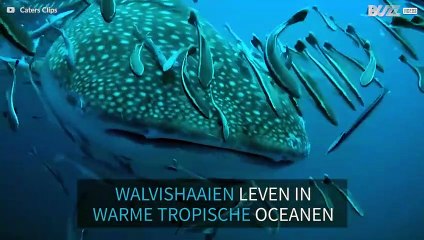 Walvishaai, de totaal ongevaarlijke gigant van de zee