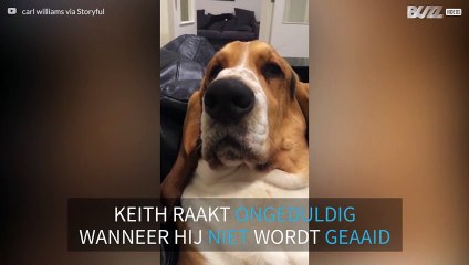 Hond zucht en kreunt om aandacht