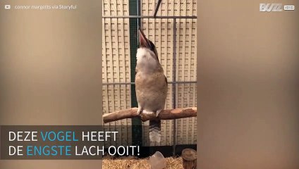 Deze vogel heeft de engste lach ooit