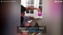 Deze puppy werd overenthousiast van het spelen met haar kerstcadeau's!