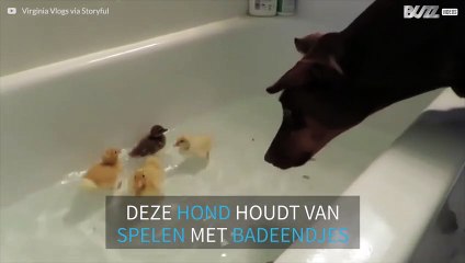 Onwaarschijnlijke vriendschap tussen een dobermann en badeendjes