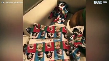 Dieren zijn helemaal in de kerstsfeer