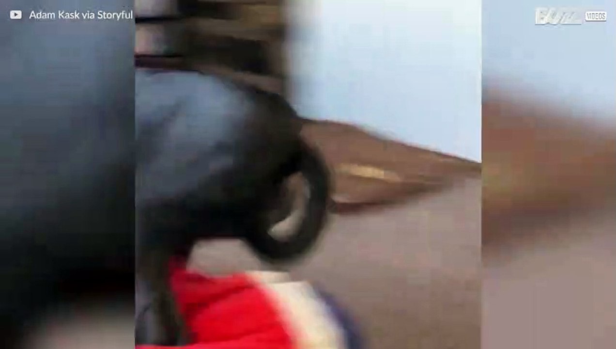 Hond mikt op de bank maar eindigt op de vloer