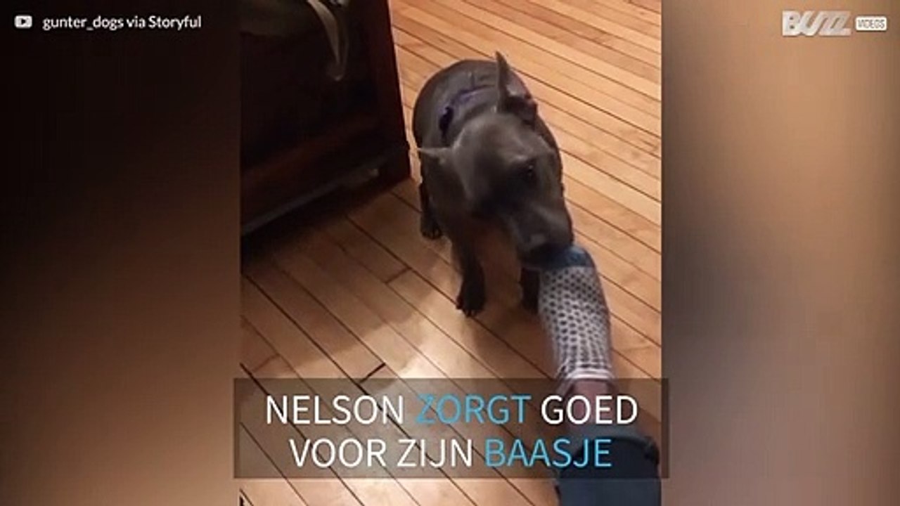 Hond trekt de sokken van zijn baas uit na een lange werkdag