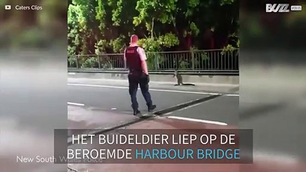 Wallaby zorgt voor verkeersopstopping op Harbour Bridge in Syndey