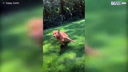 [TRANSLATE] - Pool-loving dog runs to express happiness