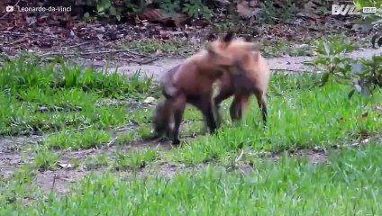 [TRANSLATE] - Fox cubs' delightful backyard frolic