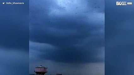 [TRANSLATE] - Locust plague swarm in Indian city