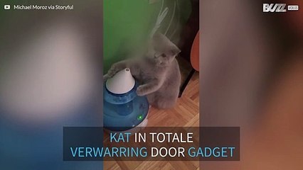 Kat probeert stoom te vangen