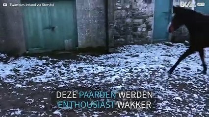 Deze paarden hadden er spijt van dat ze de sneeuw in gingen