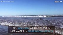 Schattige wallaby neemt een frisse duik in het water aan een Australisch strand