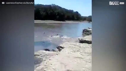 Deze haaien zitten vast... in een rivier