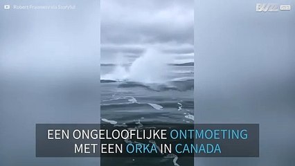 Orka springt vlak naast boot uit het water