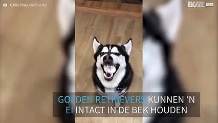 Husky doet 'ei-challenge'. Husky faalt.