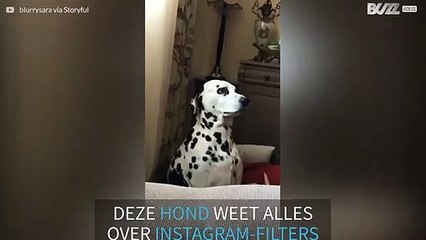 Deze hond weet precies hoe Instagram-filters werken
