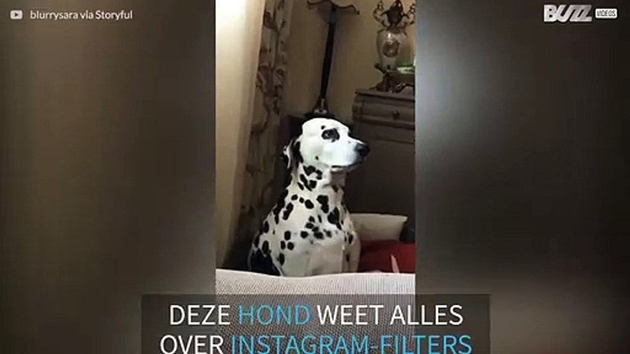 Deze hond weet precies hoe Instagram-filters werken