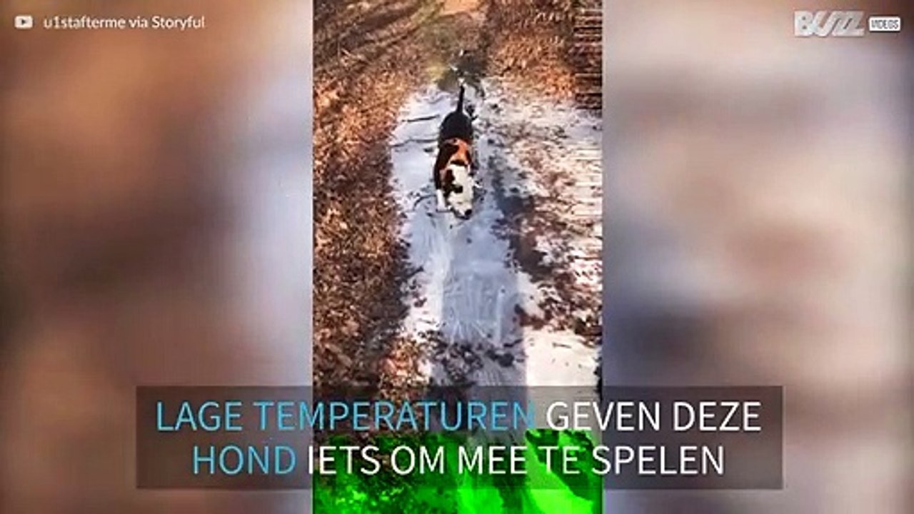 Hond breekt ijs als een malle