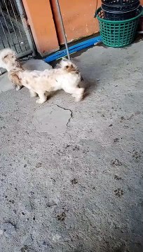 Playtime ang makukulit.