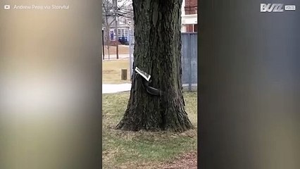 Eekhoorn leest graag de krant tijdens het ontbijt