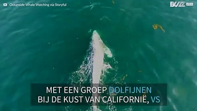 Walvis en dolfijnen spelen samen tijdens de migratie!