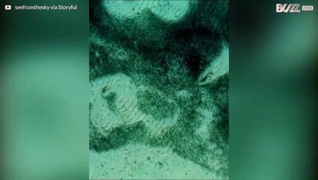 Achtervolging van vissen door haaien zorgt voor verbluffend onderwaterpatroon