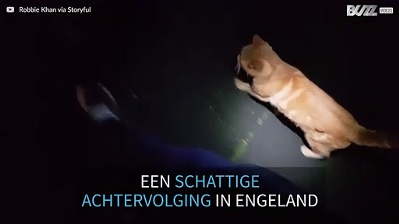 Kat volgt man in Engeland