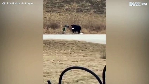 Hongerige koe steelt brief uit de brievenbus en begint het op te eten