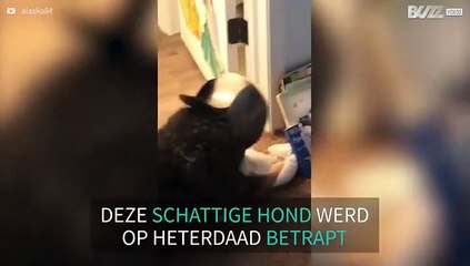 Hond betrapt tijdens wroeten door vuilnisbak