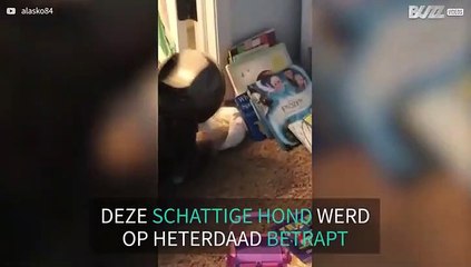 Cadela apanhada em flagrante a tentar comer lixo