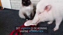 Schattig varken probeert het hart van zijn geliefde te veroveren