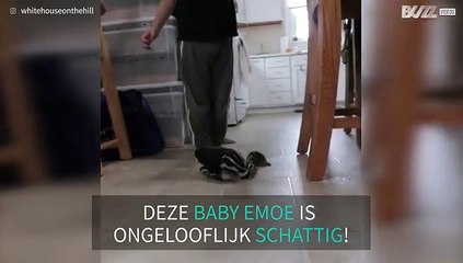 Baby emoe speelt met kind