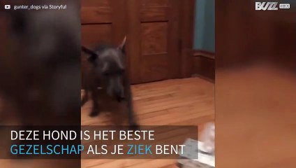 Deze hond brengt zijn baasje tissues!