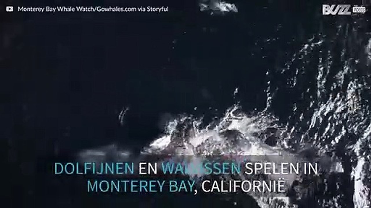 Een zeldzaam moment: dolfijnen en walvissen spe...