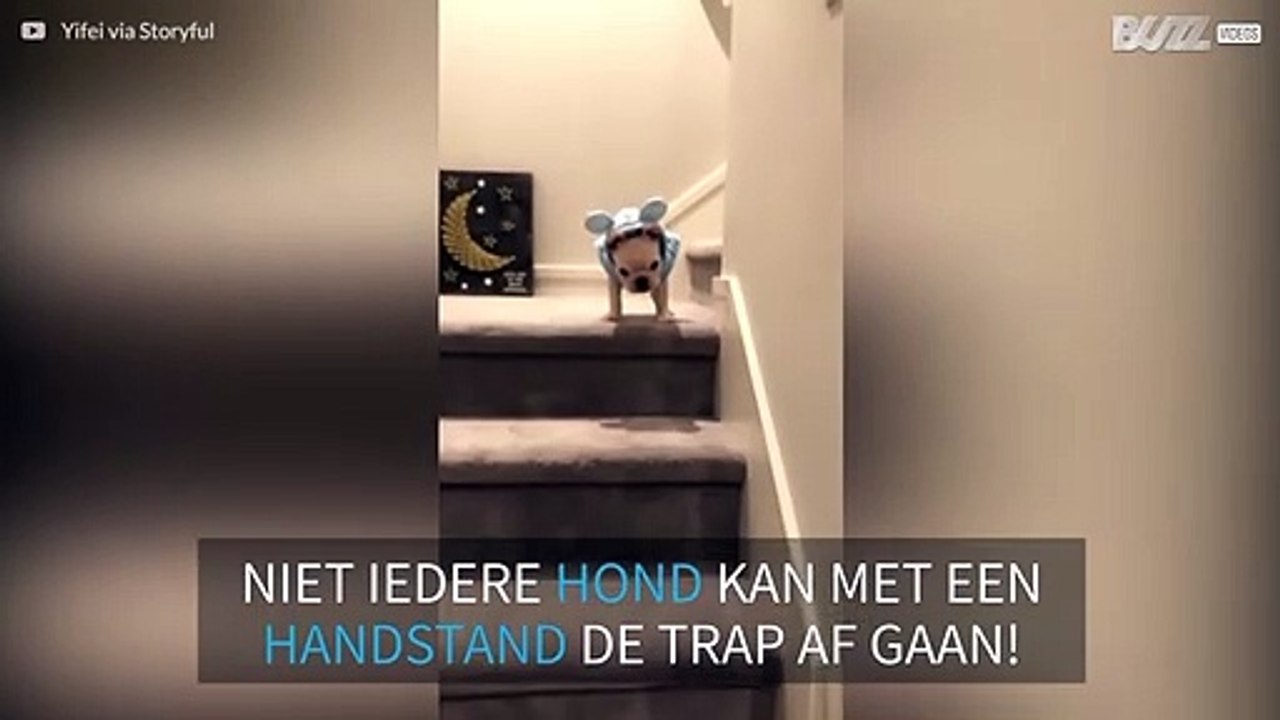 Franse buldogpup doet een handstand terwijl hij de trap af gaat