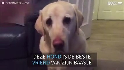 Hond haalt blikje appelcider voor z'n baasje