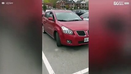 Laat nooit je hond achter in een auto