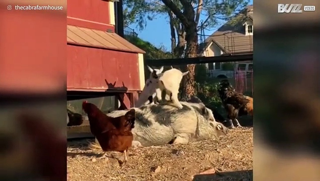 Geitjes spelen met varken