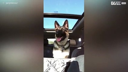 Hond zingt mee met autoradio