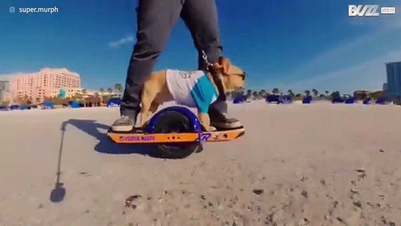Onmoet de coolste hond van Florida