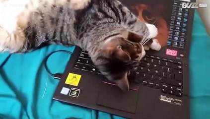Kat vernielt laptop eigenaar