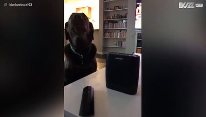 Deze hond is dol op countrymuziek