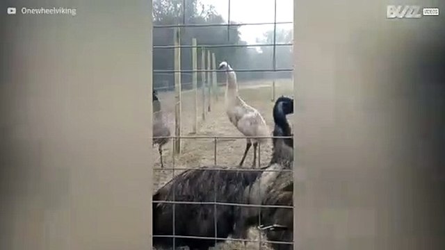 Zeldzame witte emoe laat zien wat hij in huis heeft
