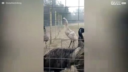Zeldzame witte emoe laat zien wat hij in huis heeft