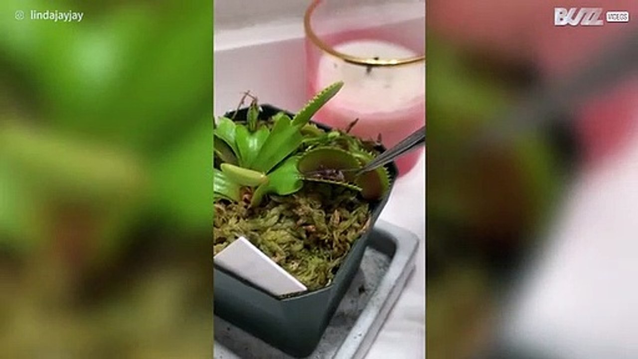 Vleesetende plant eet spin