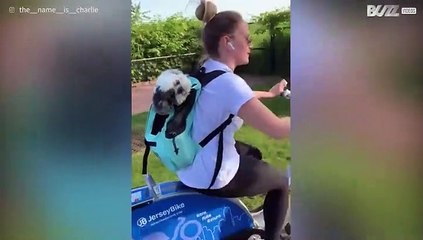 Hond geniet van fietstocht in rugzak