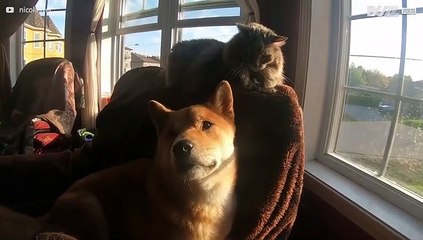 Hond krijgt klappen van kat