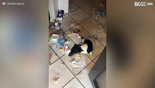 Hond haalt hele huis overhoop op zoek naar eten!